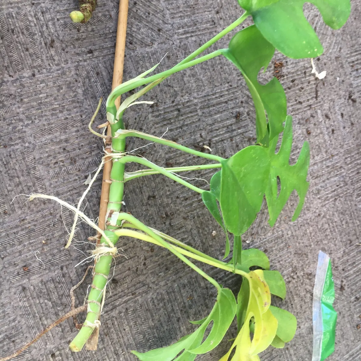 曲がったモンステラの茎を矯正