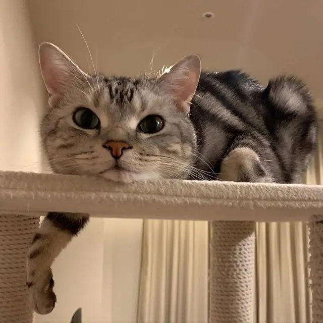 のんびり過ごすエクラ編集長の愛猫、アラン