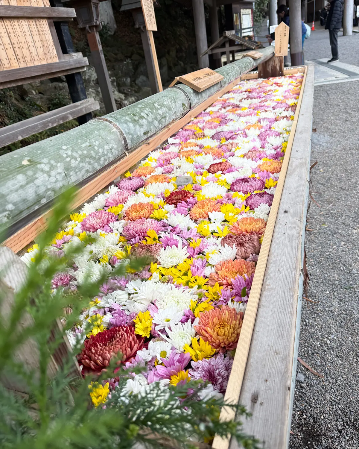 【三重県】多度大社『花手水イベント』の画像_2