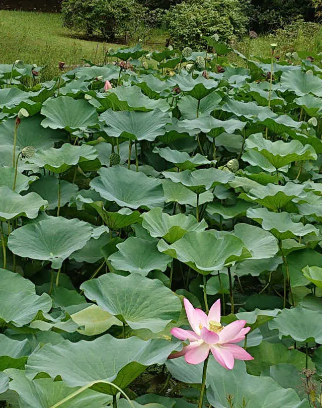 ブラックコーデで色を楽しむお出掛けの画像_9