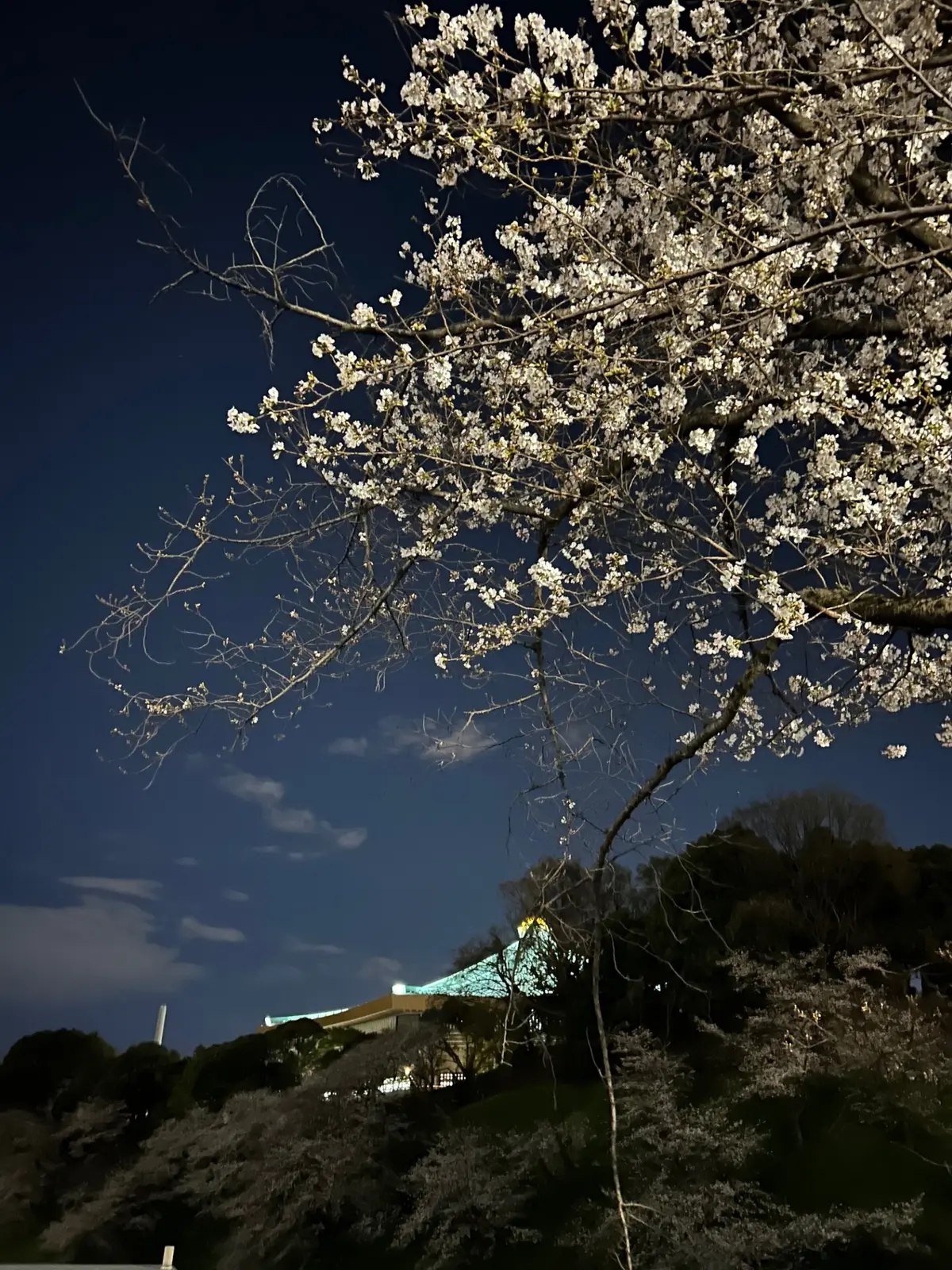 武道館の桜