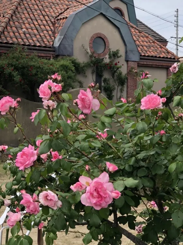 薔薇に包まれた館（岐阜市）の画像_5