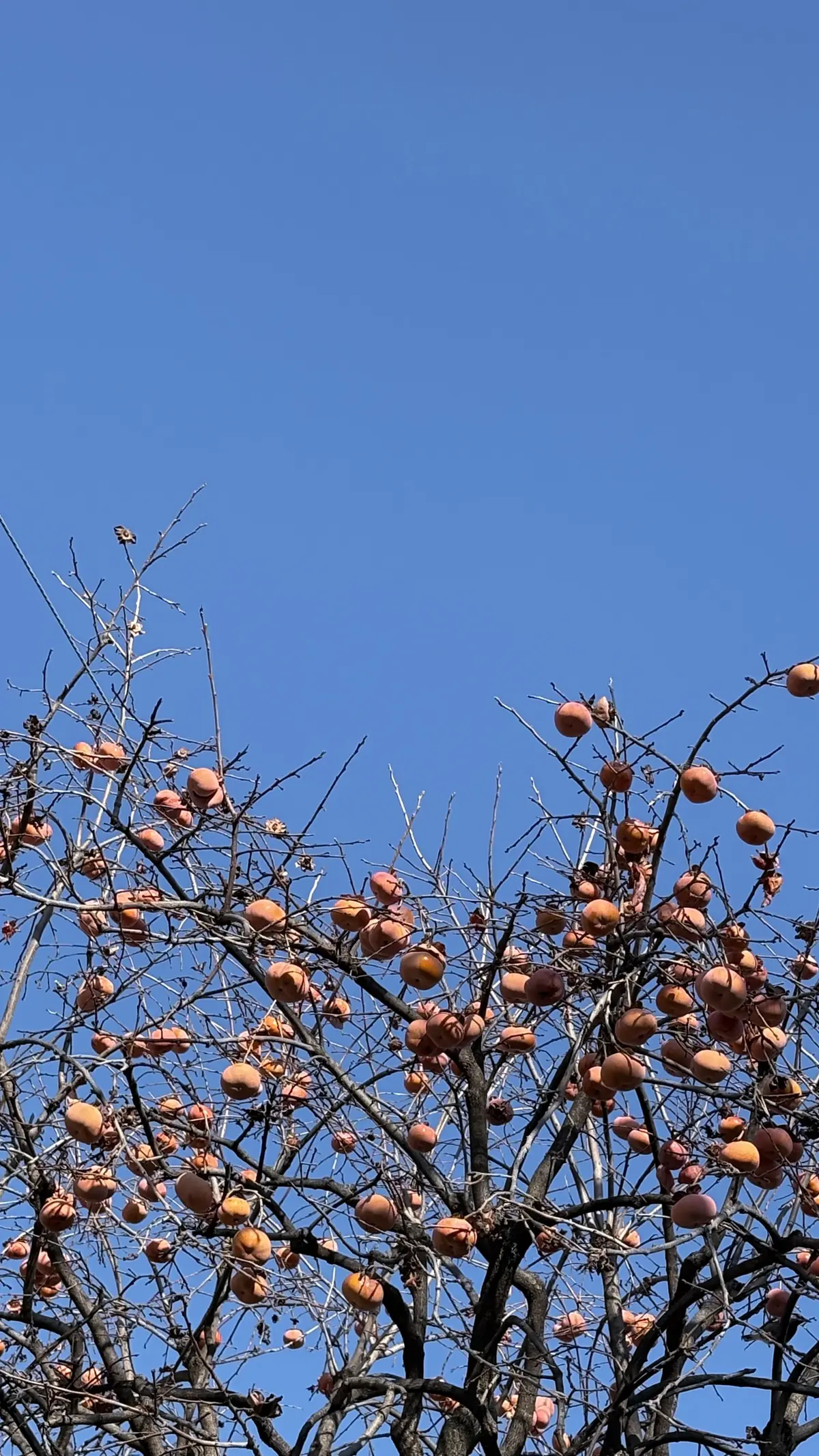 年末年始いかがお過ごしですか？の画像_1