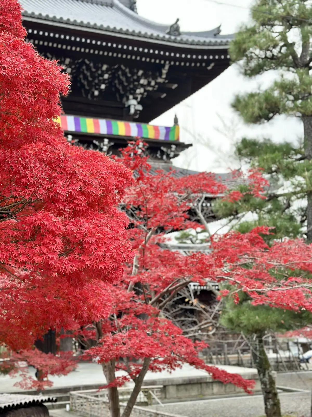 ずっと眺めていたくなる♡美しい京都紅葉2の画像_11