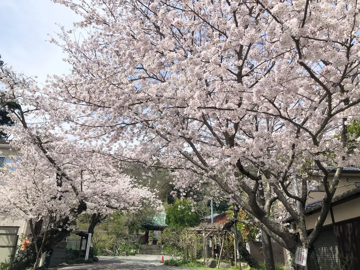 4月8日は「花まつり」の画像_6