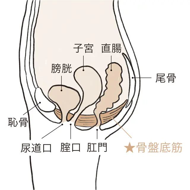 排尿・排便コントロールはすべて骨盤底筋が！