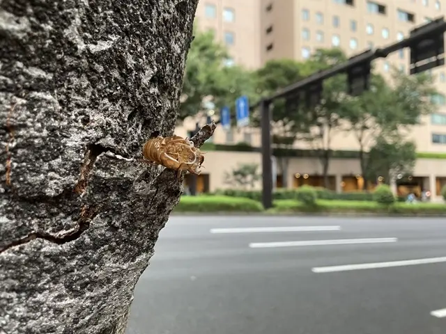 新宿中央公園のセミの抜け殻
