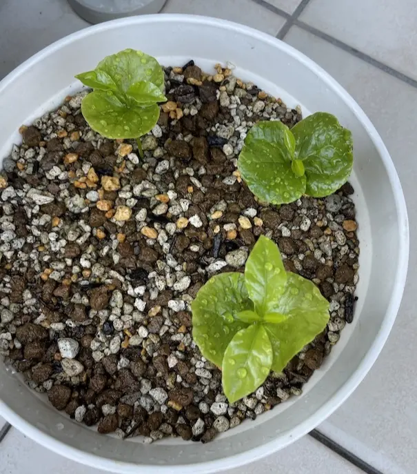 コーヒーの木の苗木たち