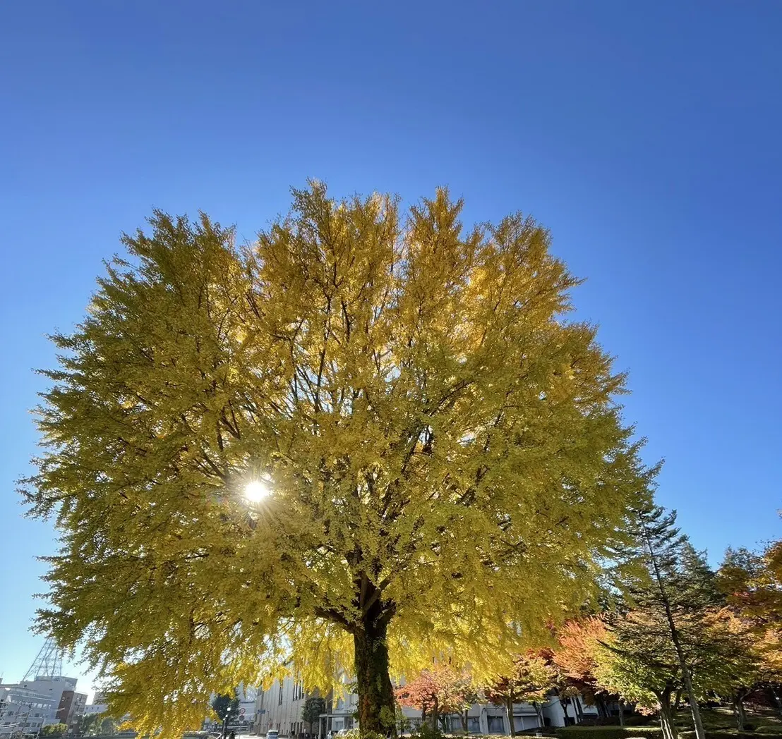上の橋際のイチョウ