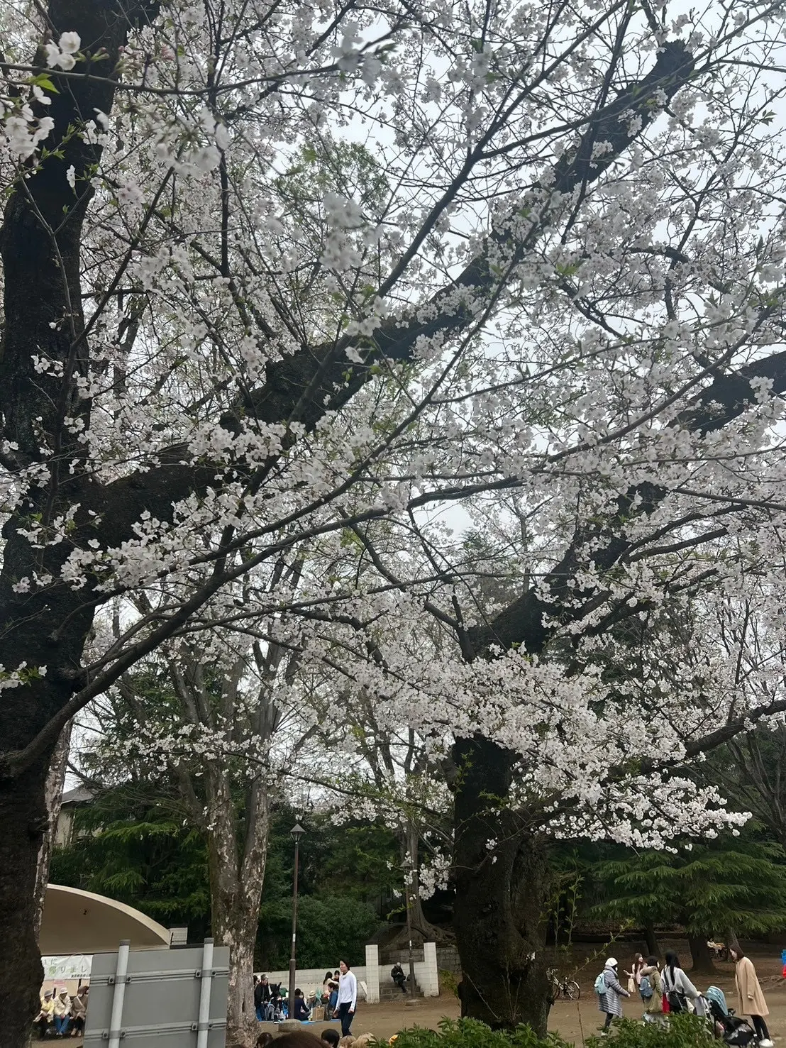 井の頭公園の桜