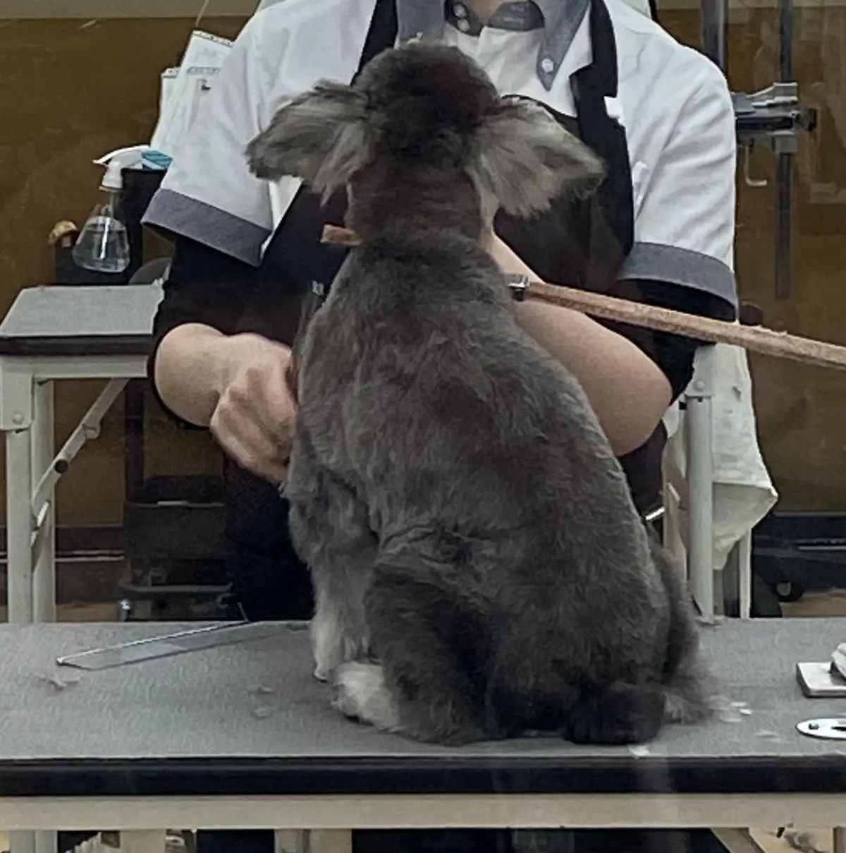 はじめてのトリミング！の画像_2