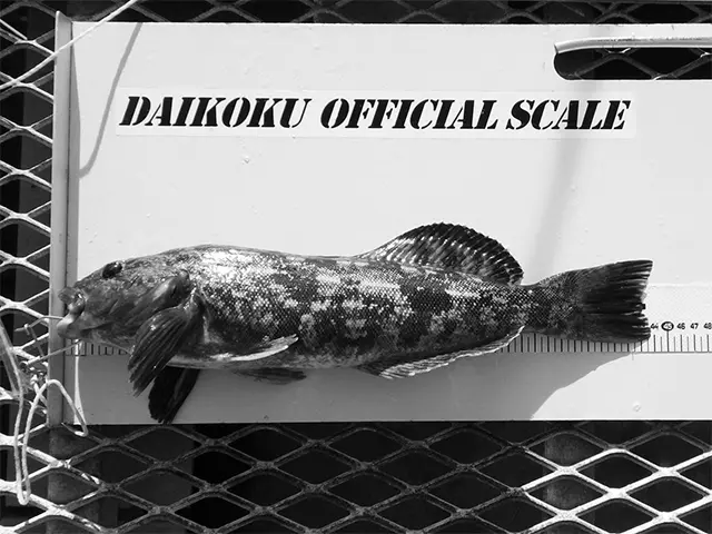 釣果の一例。上々な型のアイナメ