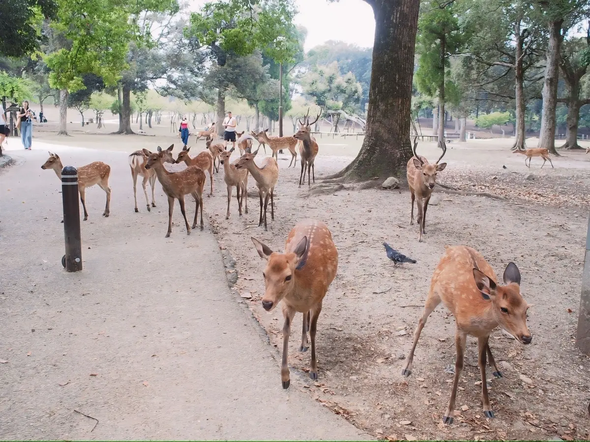 奈良公園/野生の鹿で、国の天然記念物に指定されています。幼