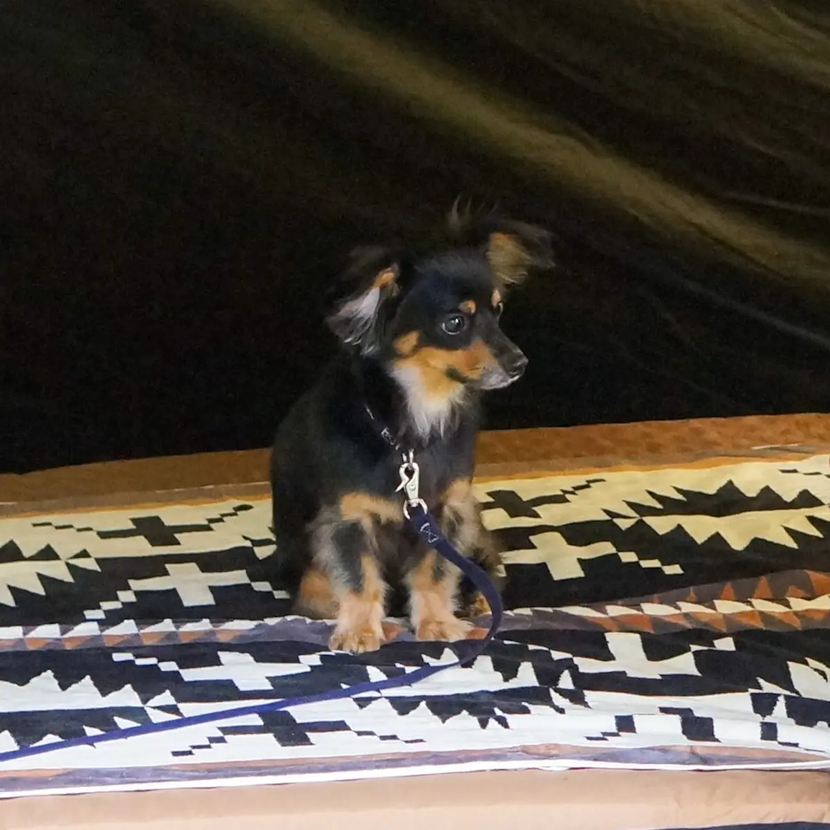 おすすめ！愛犬とのキャンプ♪の画像_5