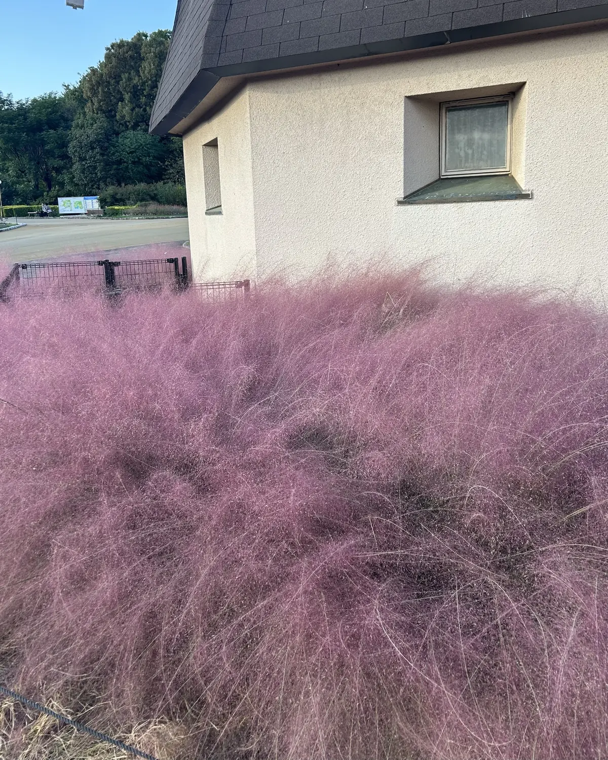 秋空とコスモスの丘✨の画像_5