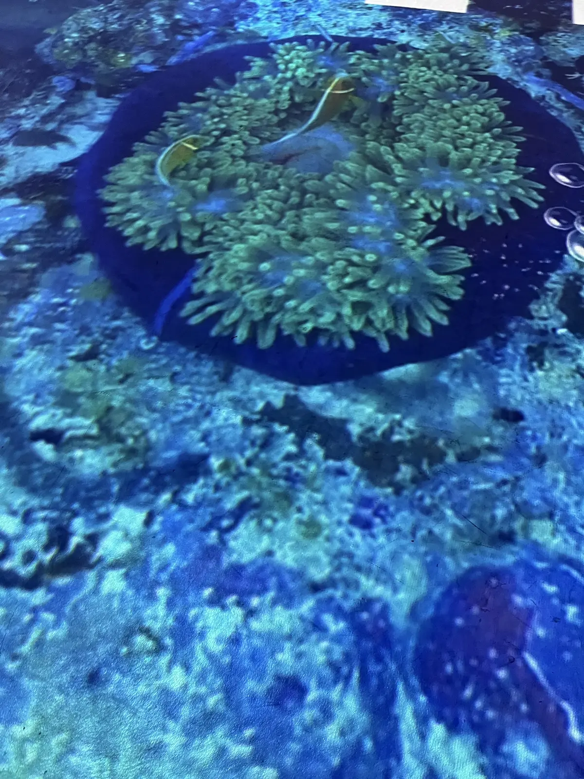 初〝KIHACHI〟のアフタヌーンティーの画像_15