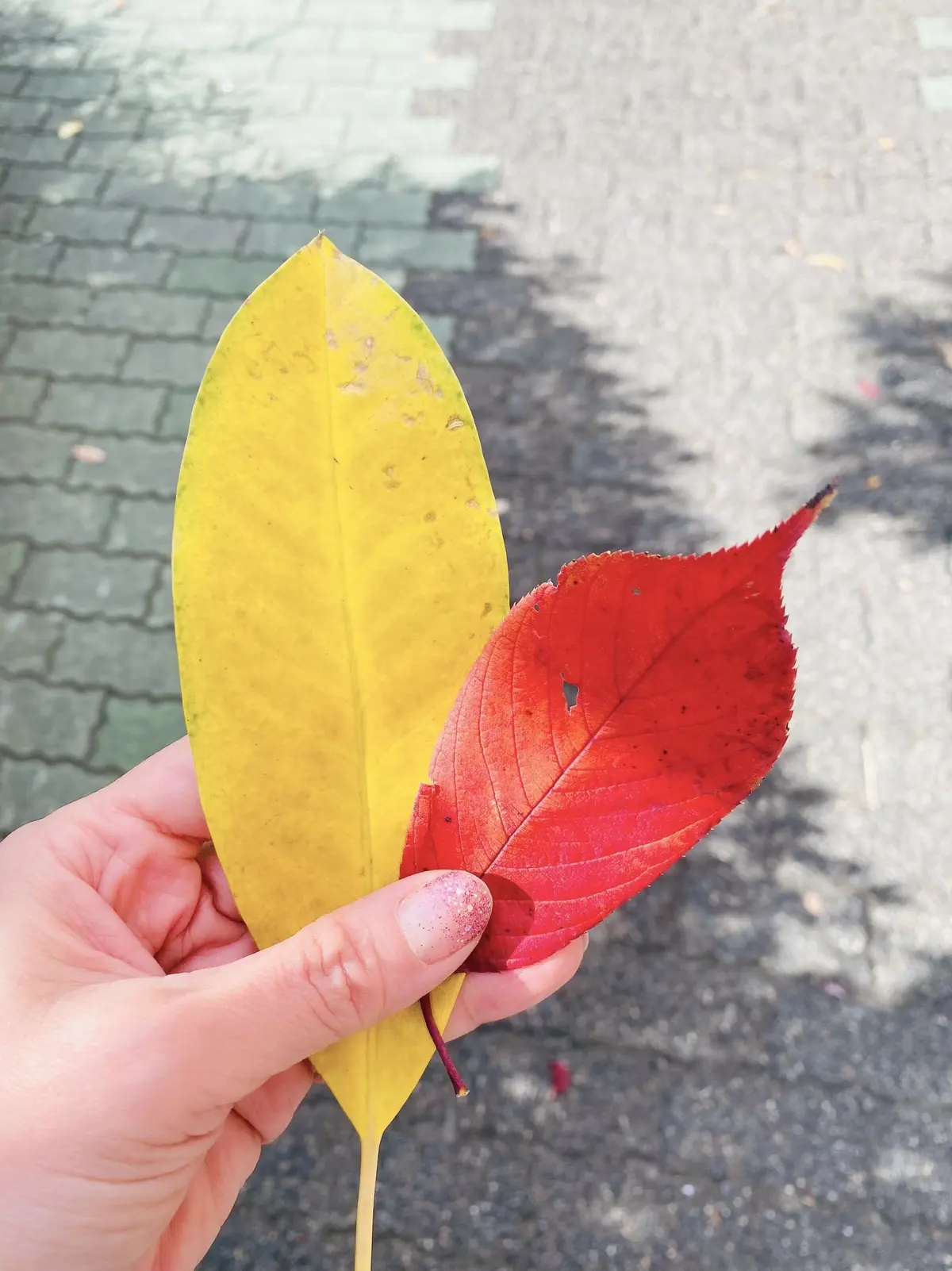 鮮やかでした！