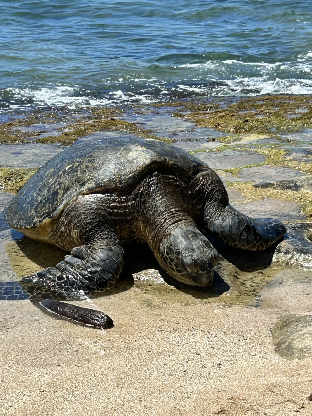 サマーバケーション in Hawaii の画像_17