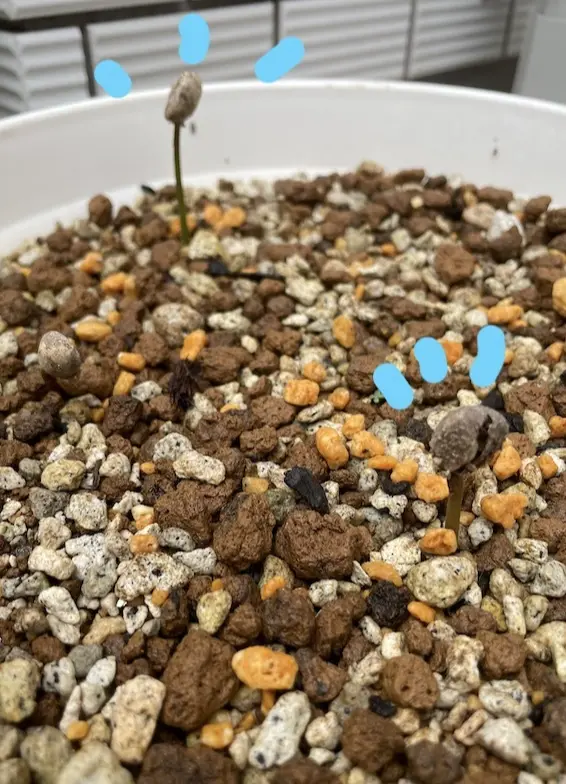 コーヒーの発芽