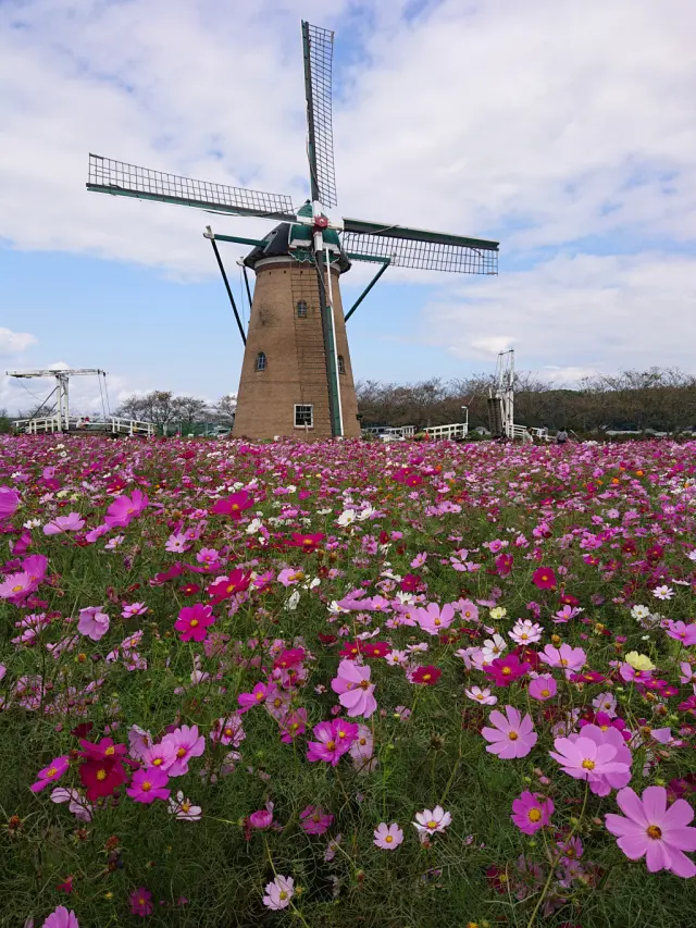 風車とコスモス