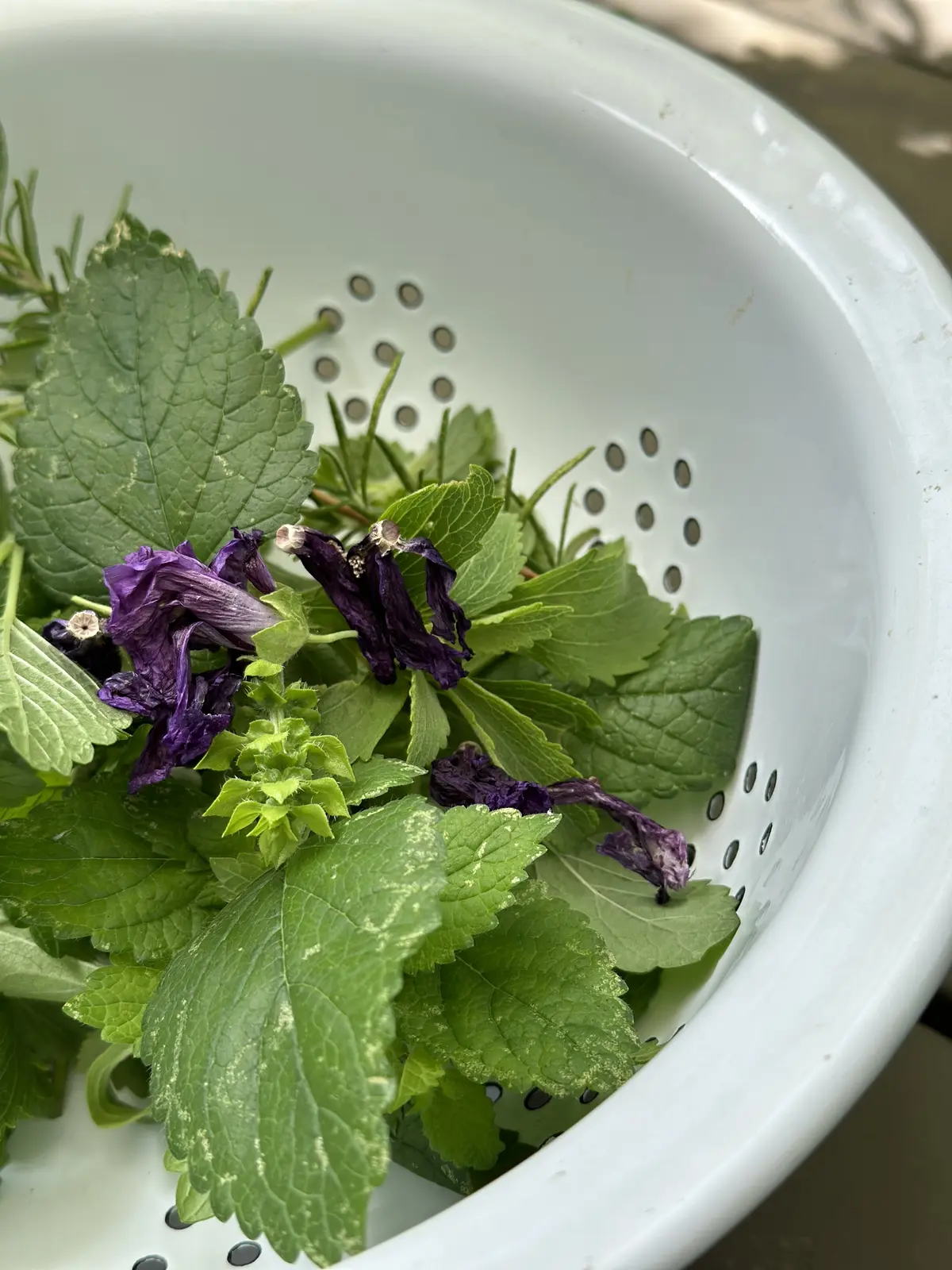 ハーブのある暮らし・・NO HERB Nの画像_7