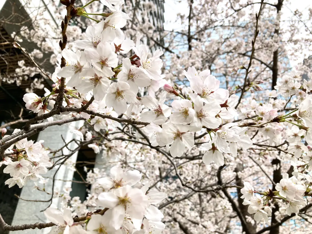 ZARAグリーンパンツで皇居外苑スタバへの画像_5