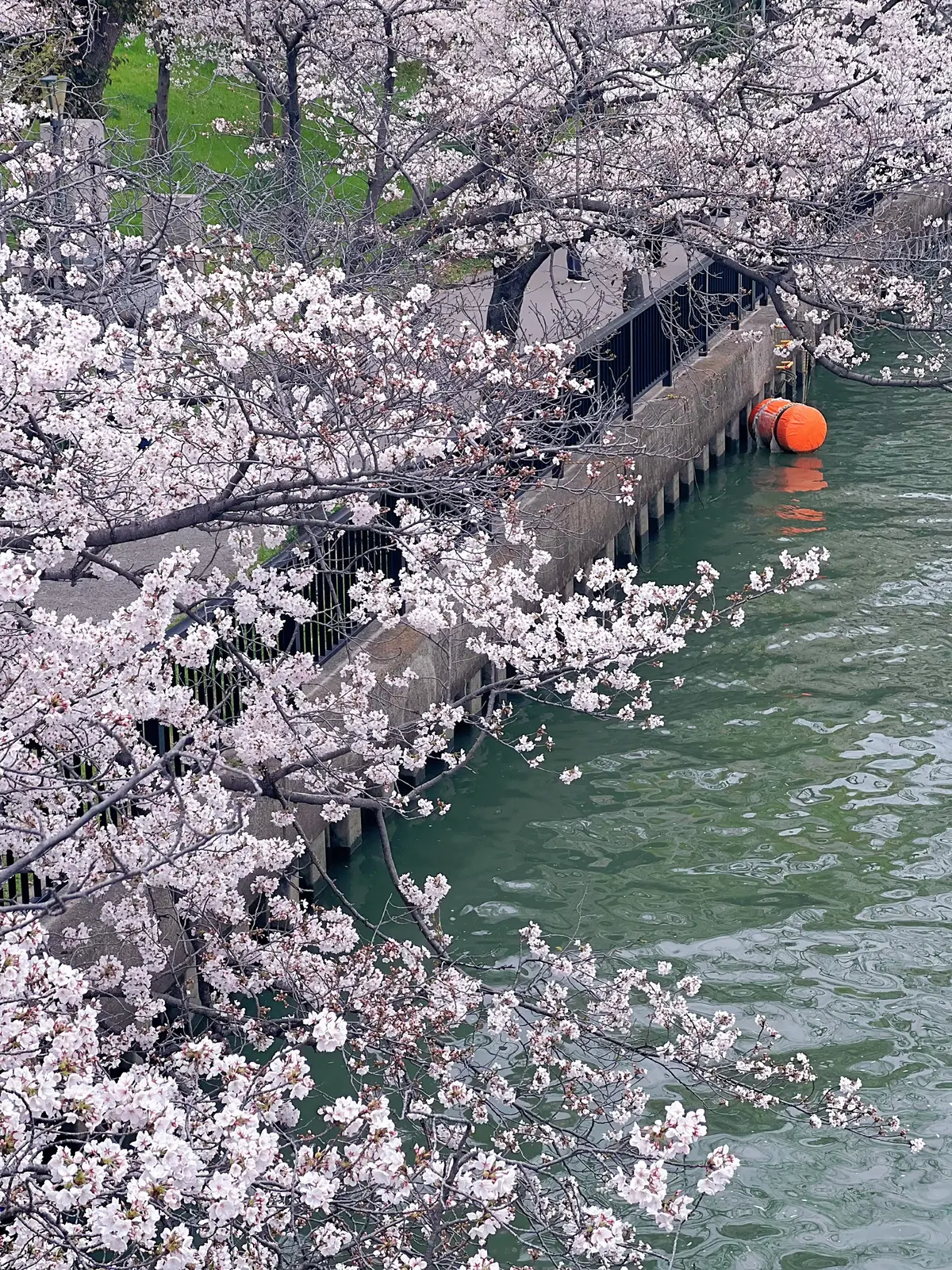 大阪ミニ旅・桜・アフタヌーンティー・ブッの画像_10