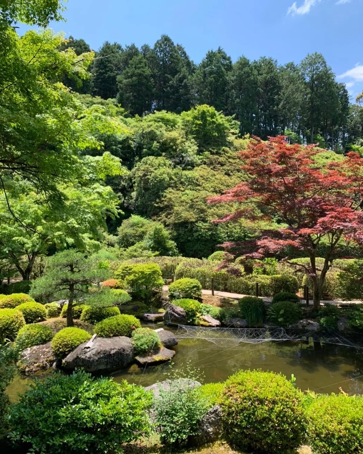 あじさい寺　三室戸寺に行ってきましたの画像_5
