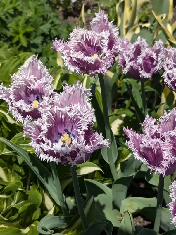 さっぽろライラックまつりの画像_7