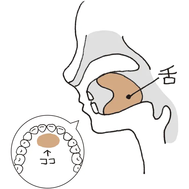 舌や歯を正しいポジションに