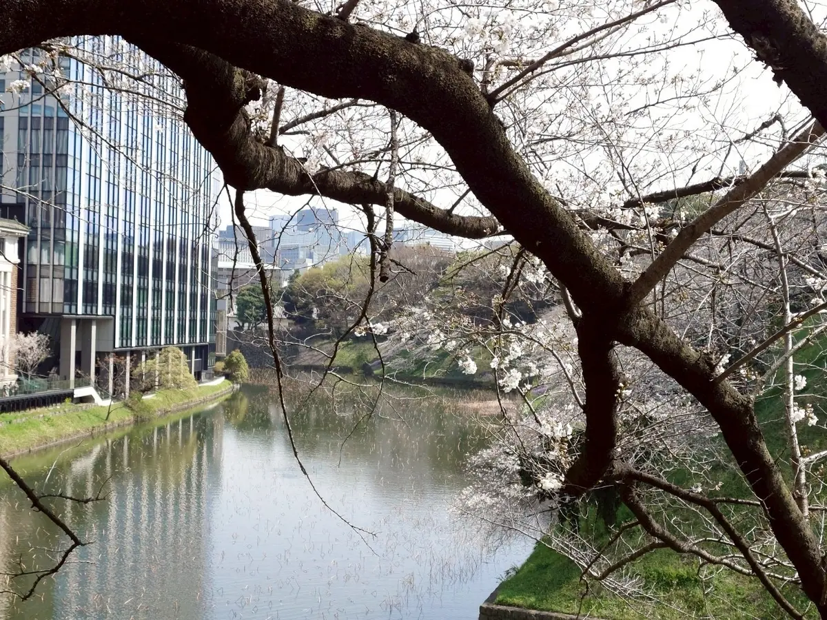 千代田のさくらまつり