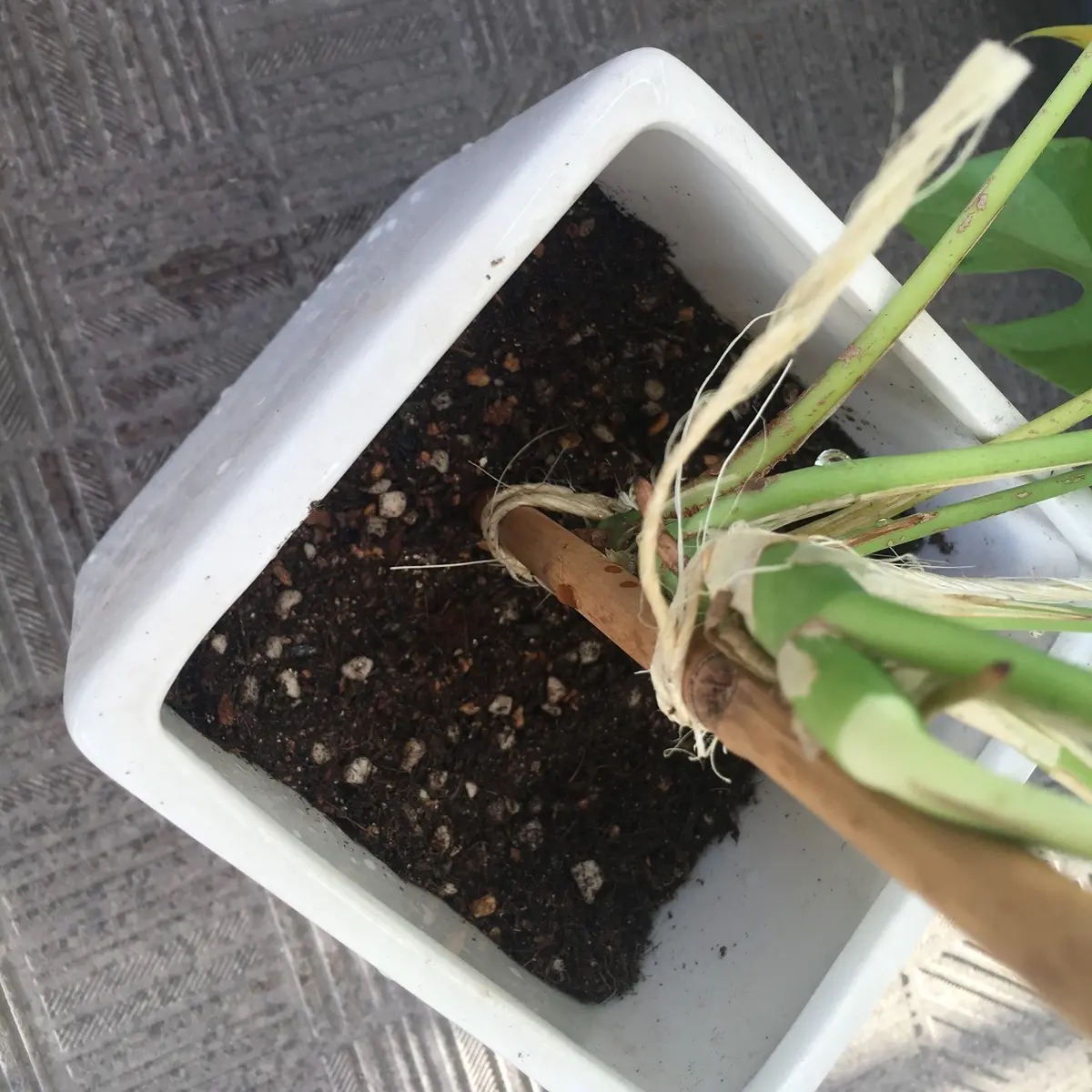 支柱がまっすぐになるように鉢に差し込みます