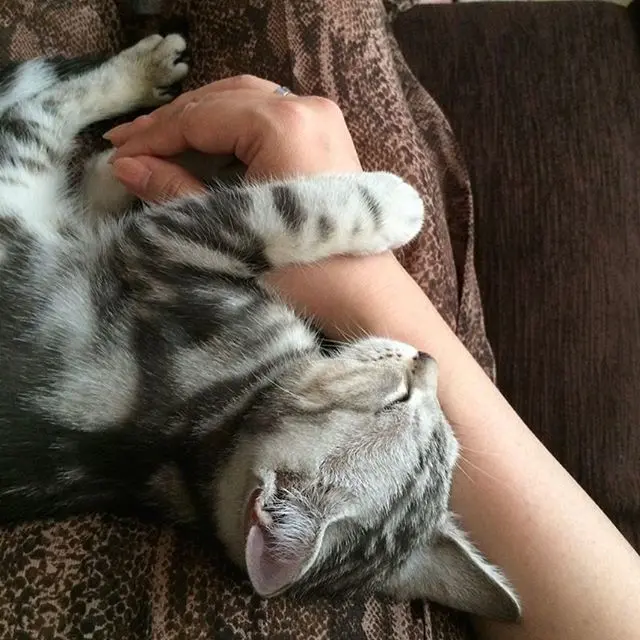 生後3ヶ月頃。ベビーアランはママの膝の上の画像_3