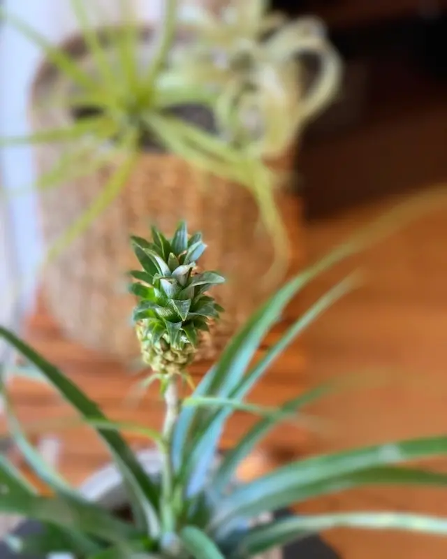 インドアグリーン グリーン　グリーンインテリア