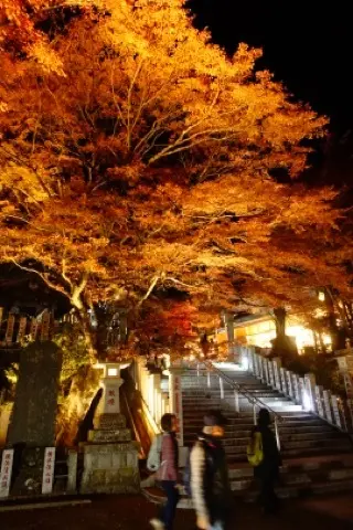 想像以上の絶景に出会えた神奈川の紅葉の見の画像_7