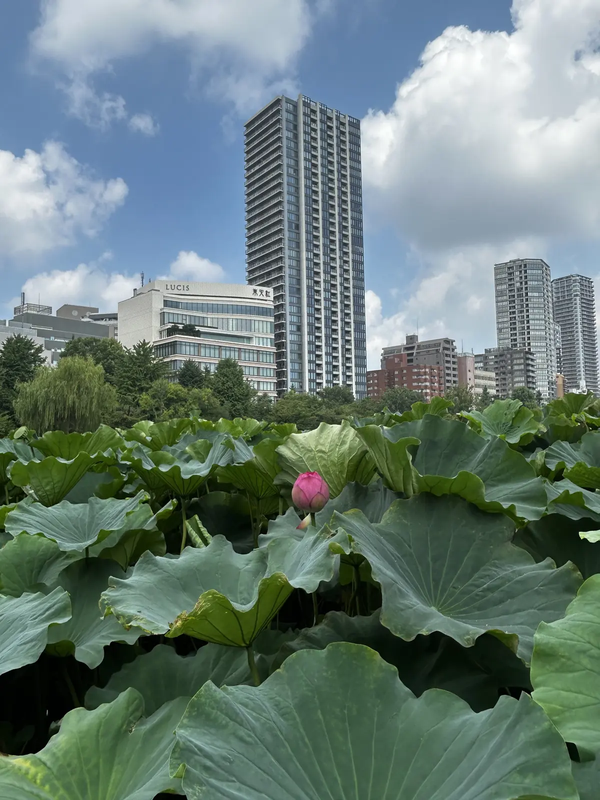 今年も朝のハスの花を見てきました✨　の画像_2