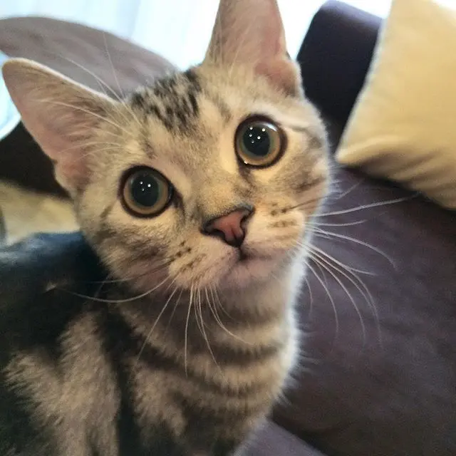 子猫時代のアラン