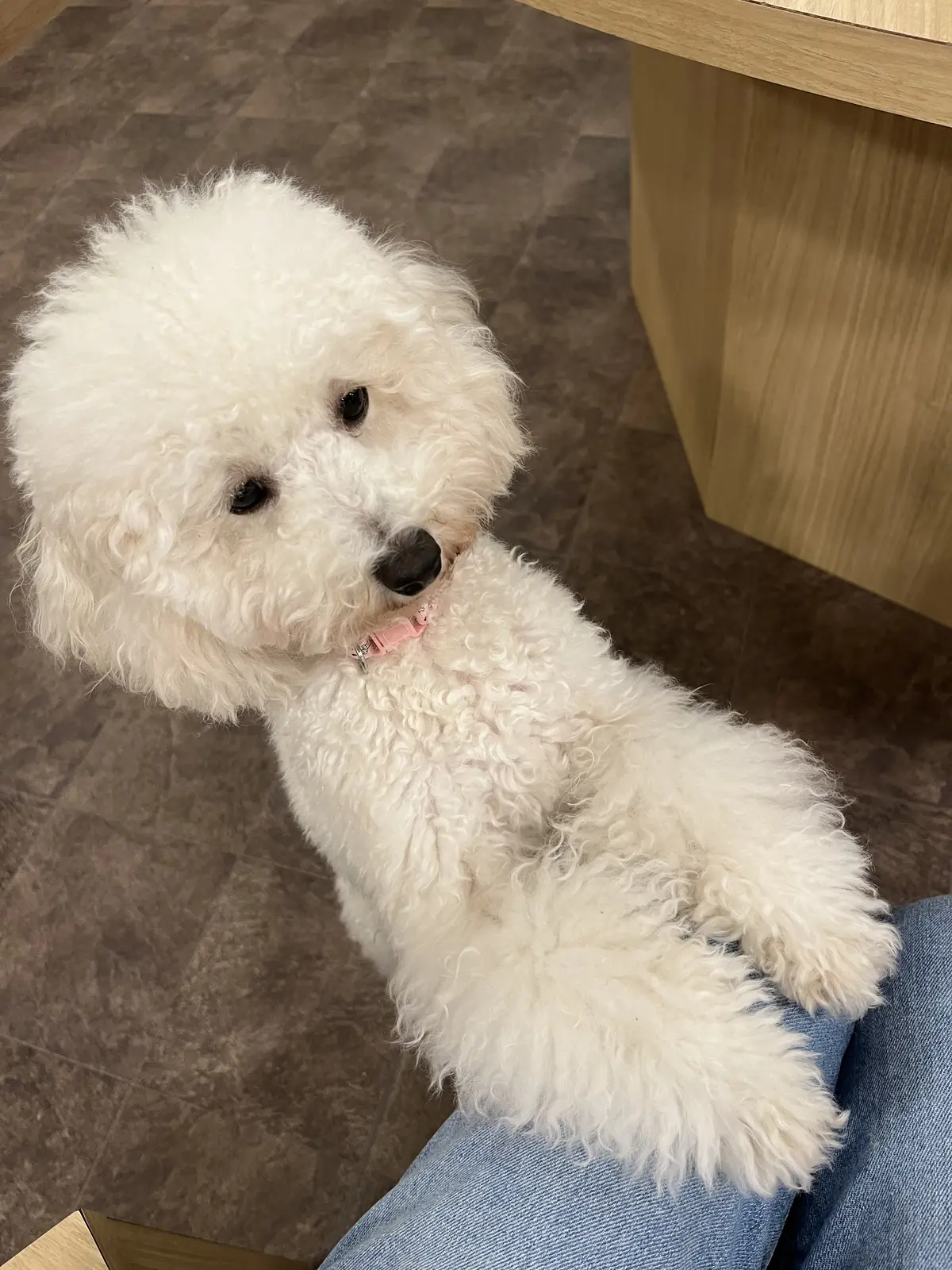 初めての犬カフェへの画像_8