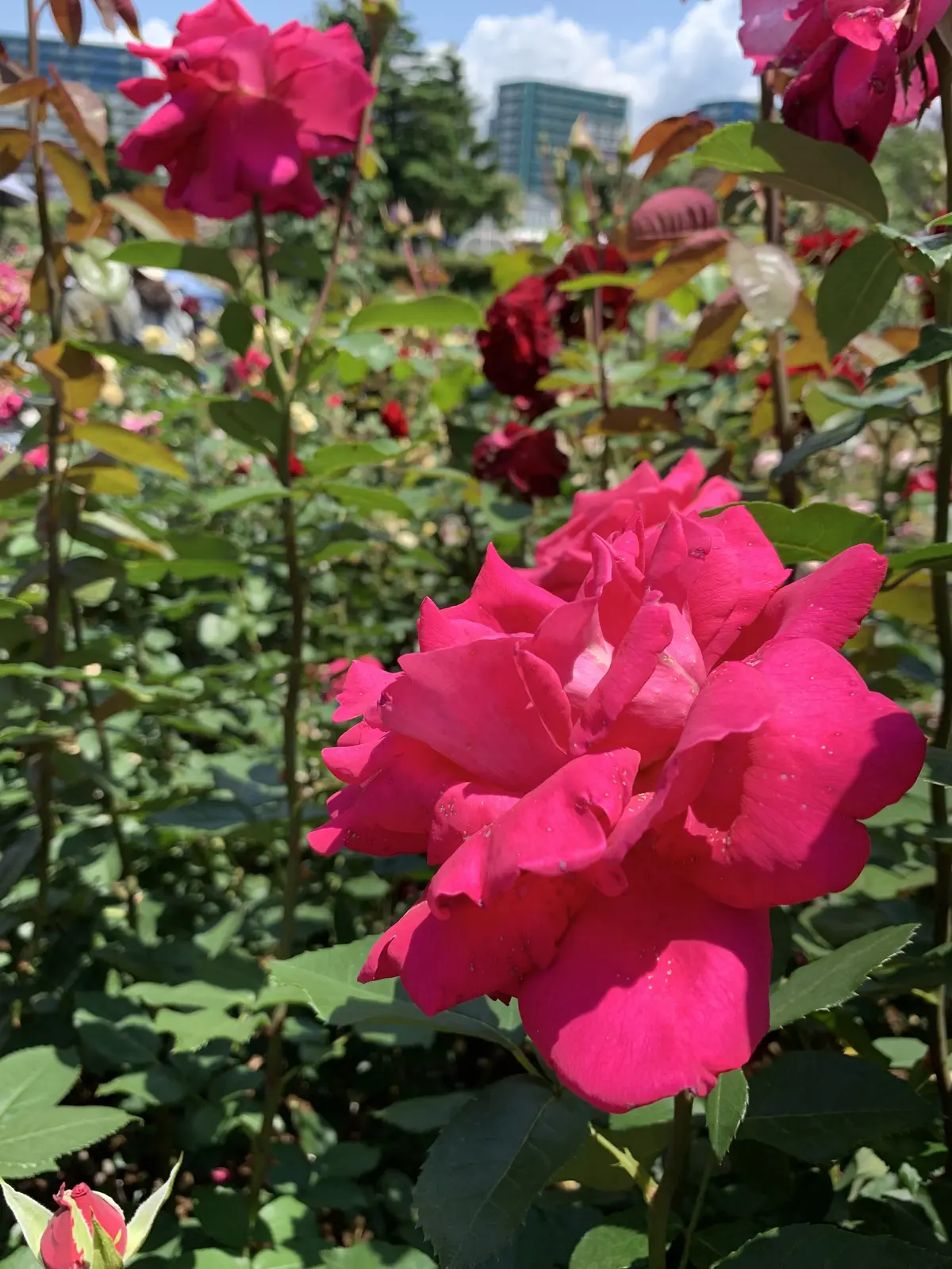 大人の遠足〜薔薇とワインを楽しむ会〜の画像_7