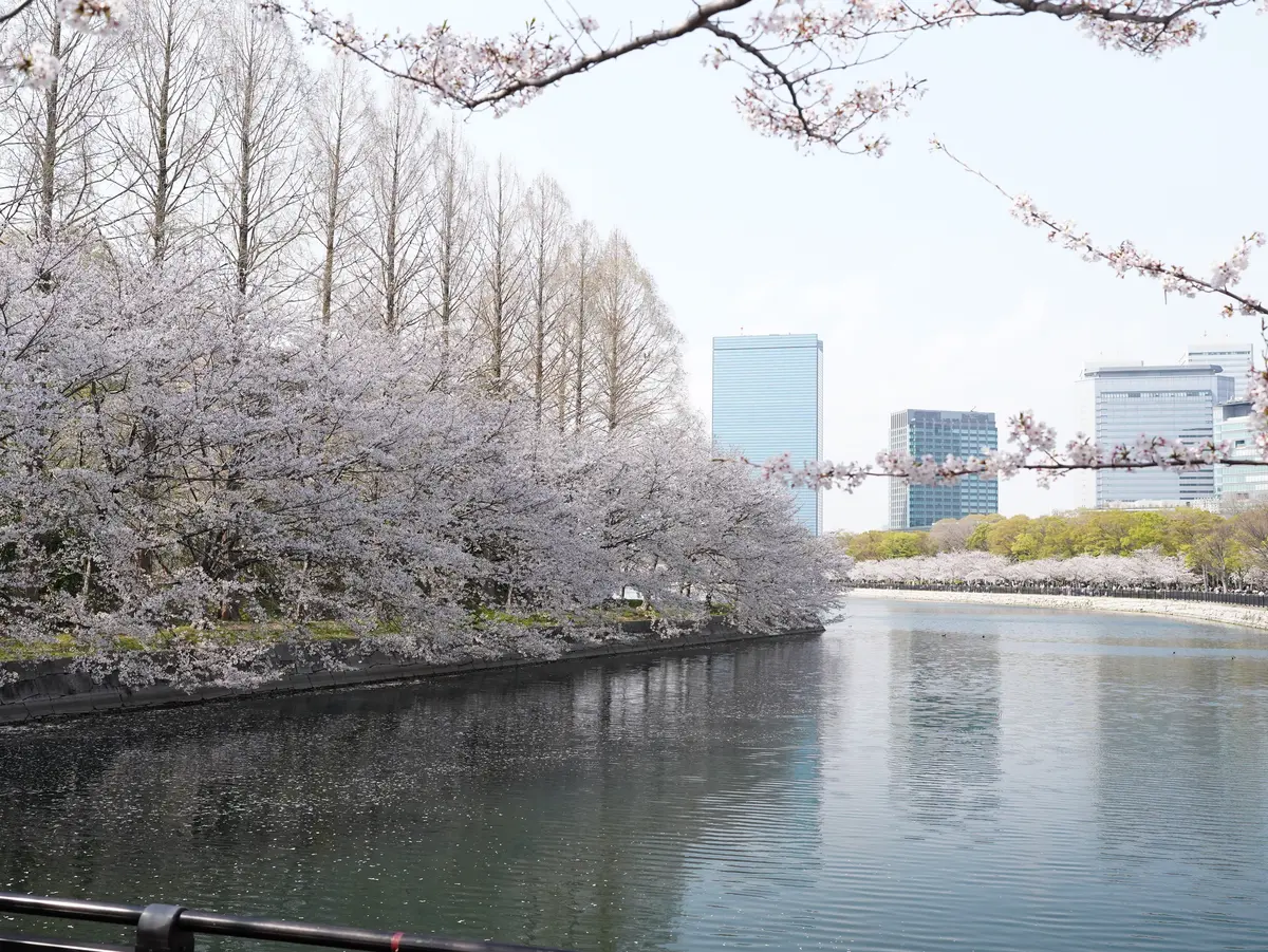 桜満開🌸大阪城公園へ♪の画像_1