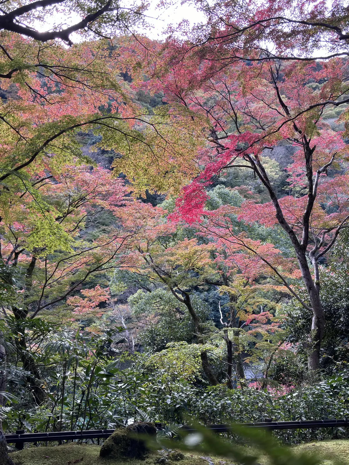 京都　嵐山　祐斎亭