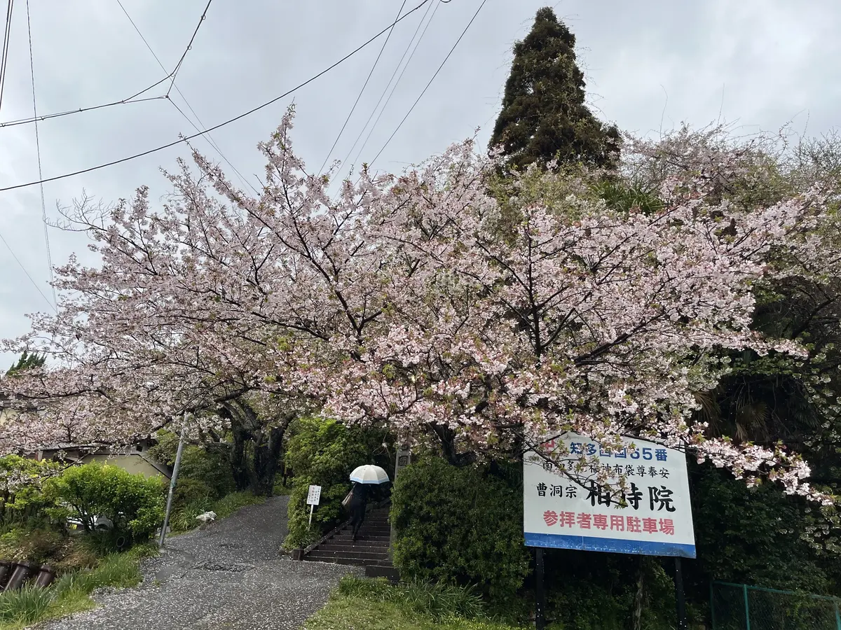 【愛知・常滑】雨の神護山相持院の桜の画像_1