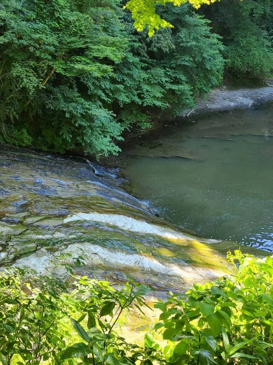 山里のジェラテリア山猫の画像_1