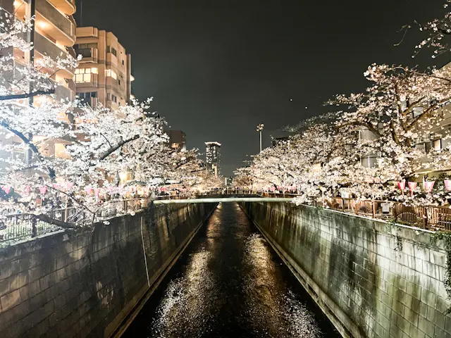 中目黒🌸まつり2024【夜桜編】の画像_3
