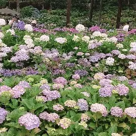 幸せを呼ぶ？！ハート型の紫陽花　～宇治旅の画像_4