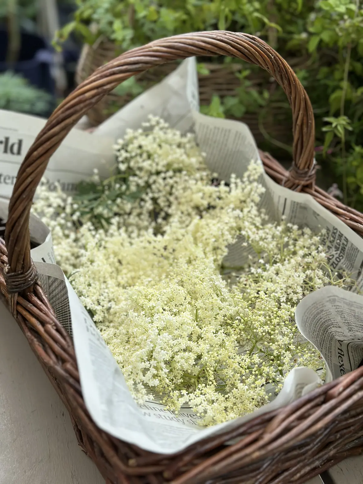 春から初夏へ・・・の画像_4