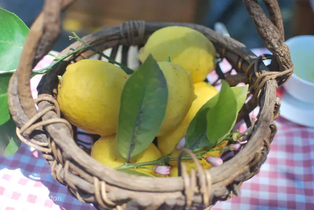 【さかぽんの冒険】海からの風香るレモン狩の画像_19