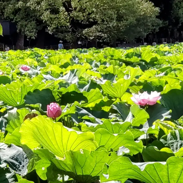 上野不忍池　蓮の花　弁天堂　辦天堂　上野恩賜公園