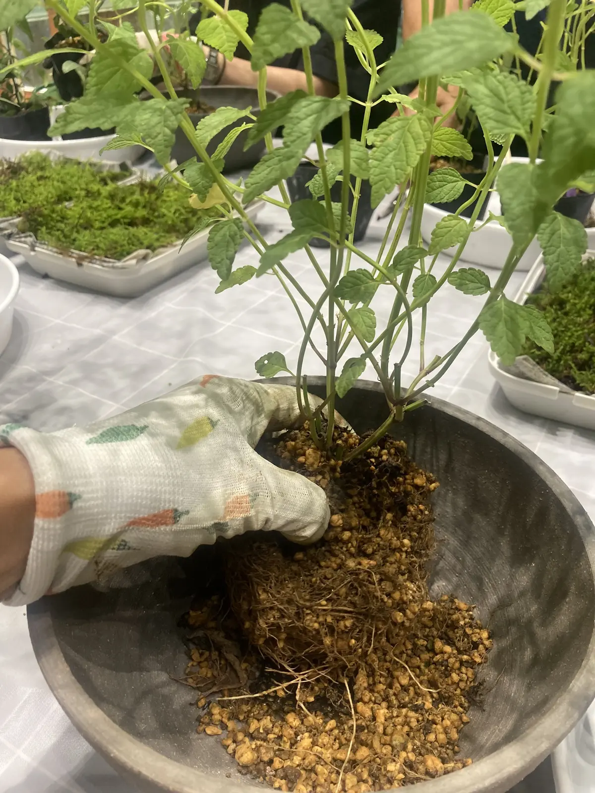 庭の匠にご指導いただく寄せ植えワークショの画像_4