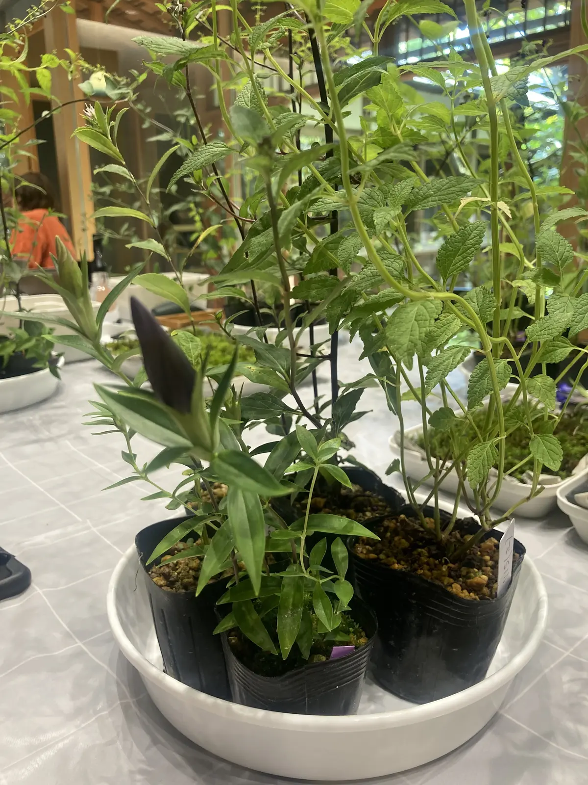 庭の匠にご指導いただく寄せ植えワークショの画像_3